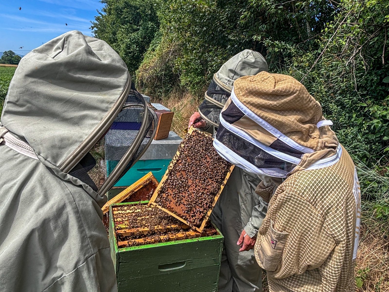 Apidae Hive x un chic fou